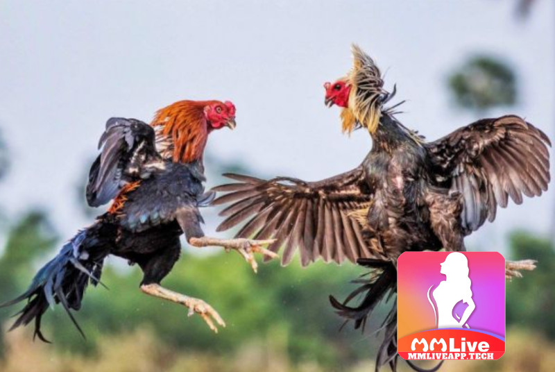 Game đá gà MMlive - trò chơi đá gà đang được săn đón nhất các nhà cái 3 Tại sao Game đá gà MMLive lại nhận được đông đảo anh em yêu thích?