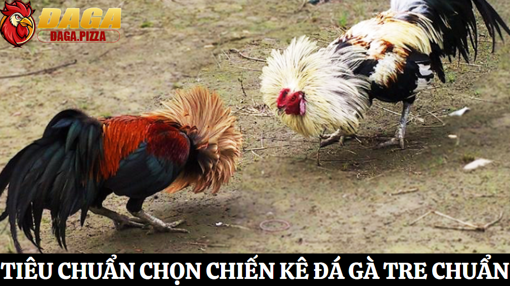 Tiêu chuẩn chọn giống đá gà tre chuẩn chiến kê đỉnh cao 2 Tìm hiểu giống gà tre tham gia thi đấu chi tiết