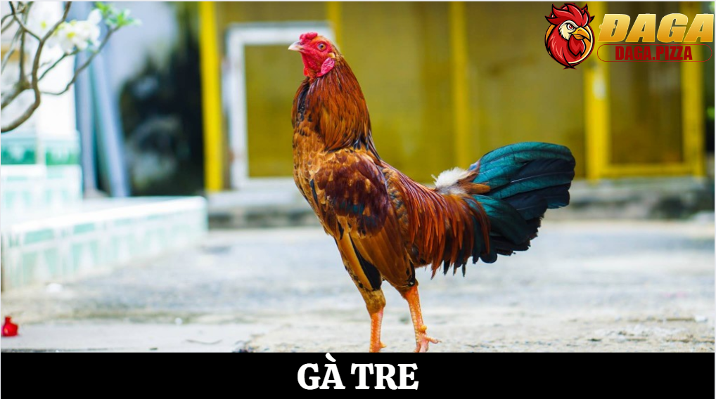 Tiêu chuẩn chọn giống đá gà tre chuẩn chiến kê đỉnh cao 3 Các giống gà tre phổ biến trong thi đấu hiện nay