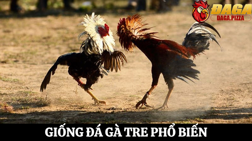 Tiêu chuẩn chọn giống đá gà tre chuẩn chiến kê đỉnh cao 4 3 Tiêu chí cần thiết giúp cược thủ chọn đúng chiến kê tham gia đá gà tre